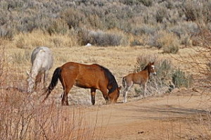 By Rick Cooper (originally posted to Flickr as The Wild Horse Herd) [CC-BY-2.0 (http://creativecommons.org/licenses/by/2.0)], via Wikimedia Commons