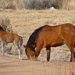 By Rick Cooper (originally posted to Flickr as The Wild Horse Herd)