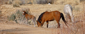 By Rick Cooper (originally posted to Flickr as The Wild Horse Herd)