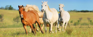 rennende paarden by Cowboy Dave