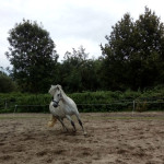 grondwerk met paard