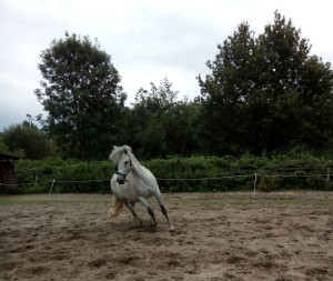 grondwerk met paard